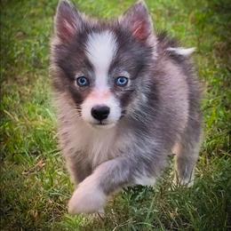 Lycan wolf silver toy Pomsky - Silver male Pomsky puppy in Perkins, Oklahoma from A-Dream Pomsky Kennel