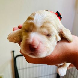 Cocker Spaniel Puppies from Cocker Spaniels