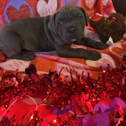 Boy 5 - Cane Corso puppy from Capital City Corso’s