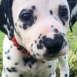 Dalmatians from Chasing Dalmatians