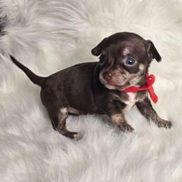 Molly - Chocolate brindled fawn female Chihuahua puppy in Plainfield, Indiana from Abby's Pampered Pooches
