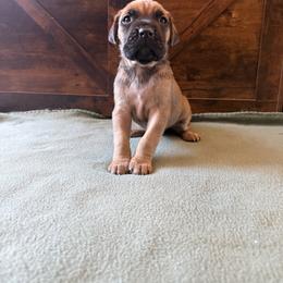 Cane Corso Puppies from Cowan Farms