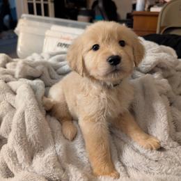 Dark Green - Golden male Golden Retriever puppy in Madison, Ohio from Heckmans English Cream Golden Retrievers