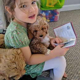 Bernedoodle and Cavapoo Puppies from Wag'in Tails