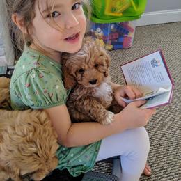 Bernedoodle and Cavapoo Puppies from Wag'in Tails