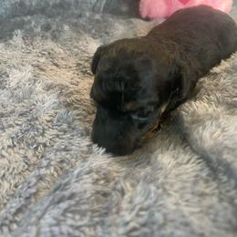 Phantom - Phantom female Poodle puppy in Bee Branch, Arkansas from Scroggins Creek Doodles