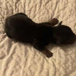 Jasper - Black and tan male Yorkshire Terrier puppy in Crossville, Tennessee from Lil Britches Yorkies