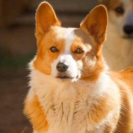 Lucy - Pembroke Welsh Corgi