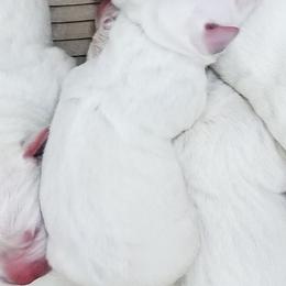 Boy 1.  This sweet newborn will be loved and handled daily until he is ready to go to his forever home - Yellow male Labrador Retriever puppy in Lakeside, California from Labs To Love