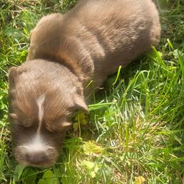 Kilo - Red and white male Siberian Husky puppy in Louisville, Kentucky from Wild Hunt Huskies