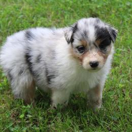 Ruby - Blue merle female Australian Shepherd puppy in Kansas, Oklahoma from Windy G Farm