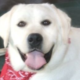 Labrador Retrievers from LabsToLove Lab Pups