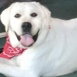 Labrador Retrievers from LabsToLove Lab Pups