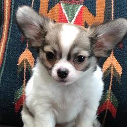 Chihuahua Puppies from Miller's Chihuahua