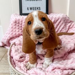 Basset Hound Puppies from Lazy Acre Basset Hounds
