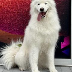 Toasty - Samoyed