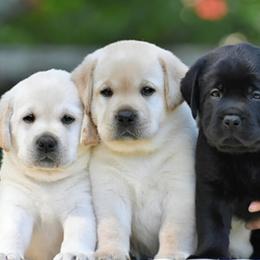 Labrador Retriever puppies from Bohlken Labradors