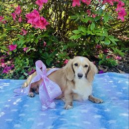 Briella - Dachshund