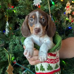 Dachshund Puppies from Thomas Homestead and Rabbitry