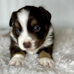 Boy 2 - Miniature Australian Shepherd puppy in Buchanan, Georgia from Stanleyville Farm Mini Aussies