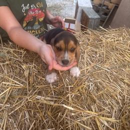 Puppy 2 - Black tan and white male Beagle puppy in Martinton, Illinois from Iroquois River Beagles