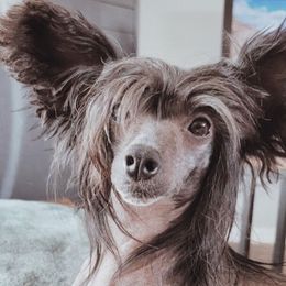 Galicia - Chinese Crested