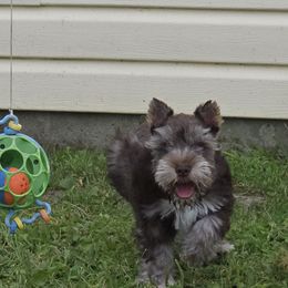 Elaine - Liver female Miniature Schnauzer puppy in Lebanon, Missouri from Sassy's Classy Canines