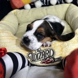 Fiyero - Black brown and white Basset Hound puppy in Bremerton, Washington from Over the Rainbow Basset Hounds
