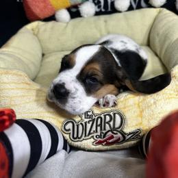 Fiyero - Black brown and white Basset Hound puppy in Bremerton, Washington from Over the Rainbow Basset Hounds