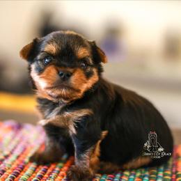 Yorkshire Terrier Puppies from Essence of Grace Yorkies