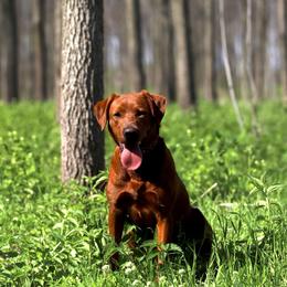 Vee - Labrador Retriever