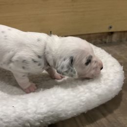 Brown collar boy - White and black male Dalmatian puppy in Wilson, North Carolina from New Horizonz Dalmatians