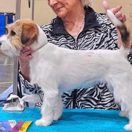 Bluegrass Zozo - Russell Terrier