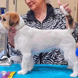 Bluegrass Zozo - Russell Terrier