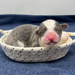 Slate - Blue male Pembroke Welsh Corgi puppy in Waco, Texas from The Comma Corgis