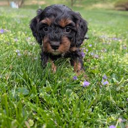 Peter - Black and tan male Cavapoo puppy in Coshocton, Ohio from Forever Family Puppies