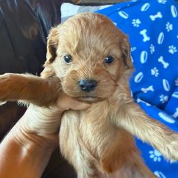 Matcha - Red female Cavapoo puppy in River Falls, Wisconsin from Dottie's Doodles