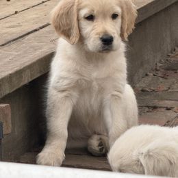 Miss Red - Golden female Golden Retriever puppy in Havana, Florida from Golden Gems
