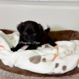 Bonnie - Black female Pug puppy in Shady Hills, Florida from Premium Pugs