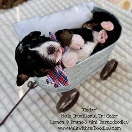Cedar - Tri-color male Bernedoodle puppy in Orange, Texas from Walk with Me Doodles