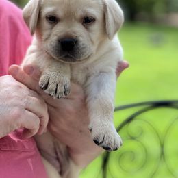 Girl 5 - Labrador Retriever puppy in New York from Moss Ridge Labradors