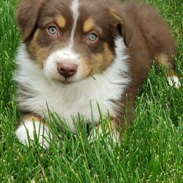 Australian Shepherd, Border Collie, and Poodle Puppies from Shaela Avery