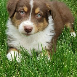 Australian Shepherd, Border Collie, and Poodle Puppies from Shaela Avery