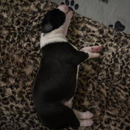 Velvet - Jersey - Black female Whippet puppy in Katy, Texas from Texas Diamond Whippets