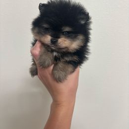 Baby boy - Black and tan male Pomeranian puppy in Melbourne, Florida from Temple pomeranians