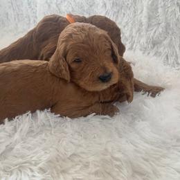 Poodle Puppies from CAStandardPoodles