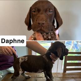 Daphne - Liver roan female German Shorthaired Pointer puppy in Bethel Springs, Tennessee from Matilda’s Haus Kennel