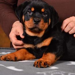 Rottweiler Puppies from Galaxia Rottweilers