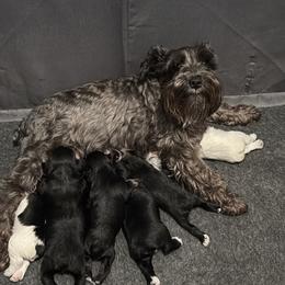 Miniature Schnauzers from Jasmin Cabral