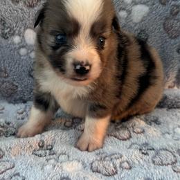 Woody - Blue merle male Miniature Australian Shepherd puppy in Stuart, Iowa from Arbor Hill Aussies